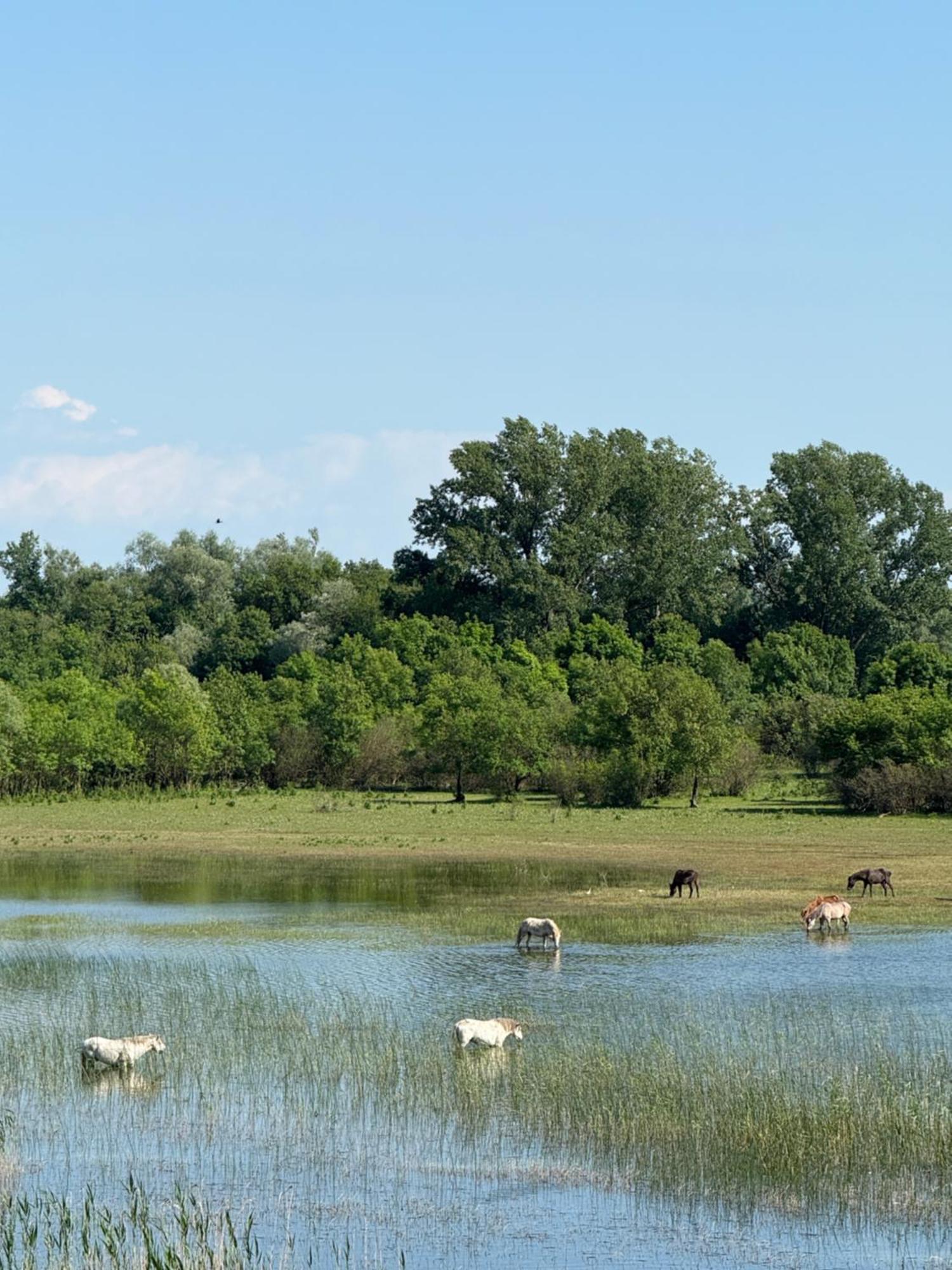 Dodosi Lake Skadar Paradise מראה חיצוני תמונה