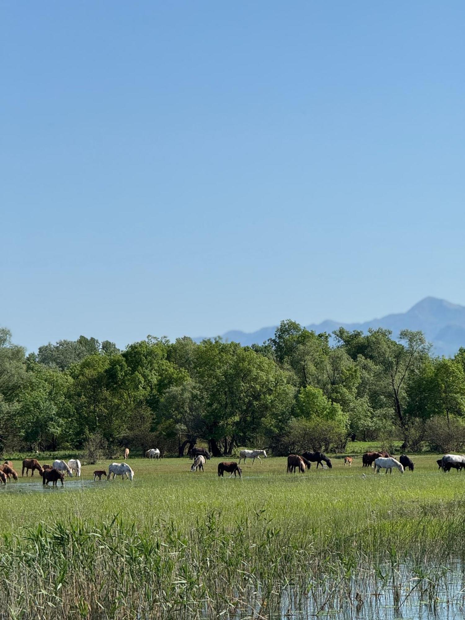 Dodosi Lake Skadar Paradise מראה חיצוני תמונה